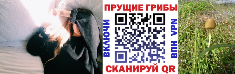 где найти наркотики Туймазы Псилоцибиновые грибы ЛСД